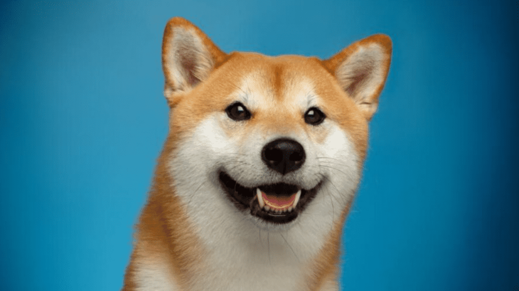 dogecoin kurssi